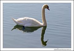 swan
