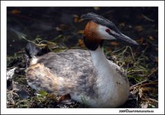 grebe