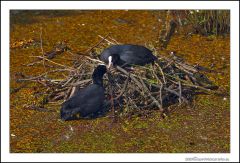 Love is building a nest together