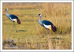 Crested Cranes