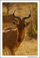 hartebeest