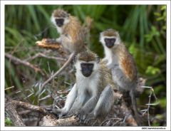 Monkey, Monkey, Monkey