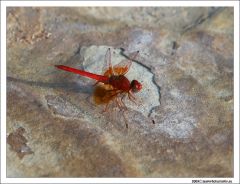 Red Dragonfly