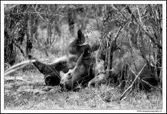 Mother and Child- Siesta