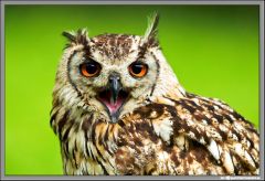Siberian Eagle Owl