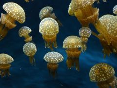Jellyfish Monterey P1010131