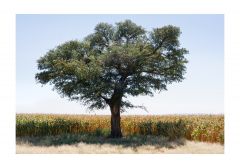 Tree & maize filed on the R573 near Marble Hall
March 2011 X1