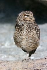 L9997942 280T3 FR Kanincheneule hoch crop vsm:
Athene cunicularia (Burrowing owl) in a zoo. Photographed with the head of the Telyt 280/4,8 type3 (latest type) in the Focorapid manual rapid focusing device, Visoflex2, M8, and Pistock-C. Front filter (IR-