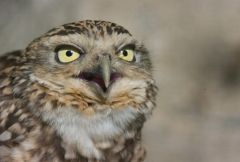 L9997775 280T3 FR Bl48 14xApoExt vsm:
Athene cunicularia (Burrowing owl) in a zoo. Uncropped, photographed fully opened with the same set-up as the other owl image of this album (modified Telyt 280/4,8 type3 head, Focorapid, Visoflex2, M8), but combined 