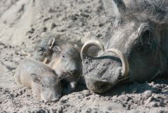 L9999866 280T3 FR 1MM 14xApoExt jgWarzenschweine desat vsm:
Warthogs (Phacochoerus africanus) in a zoo. An example of a more distant shot with the macro-at-a-distance setup of the Telyt 280/4,8 type3 head (modified) in the Focorapid combined with 1,4x Ap
