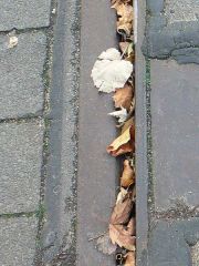 Wenn der Herbst am Boden liegt,  dann kann man als Betrachter der Szenerie ins Grübeln kommen. Besonders dann, wenn diese Gleise nie wieder einen Betrieb sehen werden.

Bochum, 10.2006