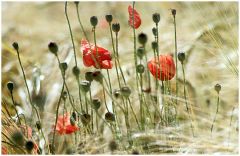 Licht, Wind und... Klatschmohn