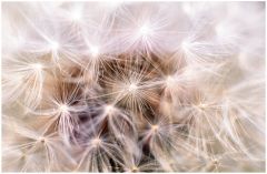 Filigranes und Vergängliches