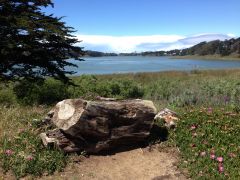 Lake Merced Log