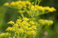 20150802 P JPEGS For LUF Banks of the river Amstel 10