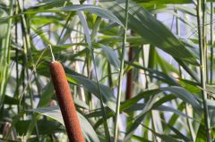 20150802 JPEGS For LUF Banks of the river Amstel 9