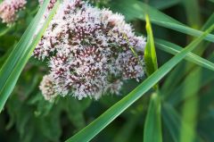 20150802 P JPEGS For LUF Banks of the river Amstel 11
