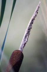 20150802 P JPEGS For LUF Banks of the river Amstel 6