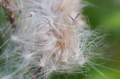 20150802 P JPEGS For LUF Banks of the river Amstel 13