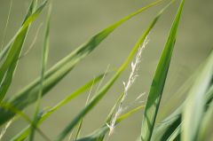 20150802 JPEGS For LUF Banks of the river Amstel 5