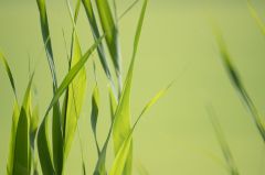 20150802 P JPEGS For LUF Banks of the river Amstel 1