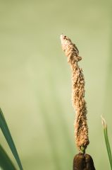 20150802 JPEGS For LUF Banks of the river Amstel 7