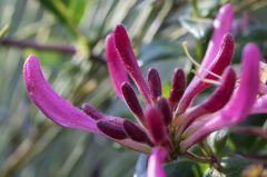 20150802 JPEGS For LUF Banks of the river Amstel 15