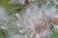 20150802 JPEGS For LUF Banks of the river Amstel 14