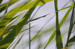 20150802 JPEGS For LUF Banks of the river Amstel 3