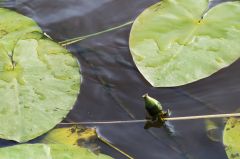 20150802 P JPEGS For LUF Banks of the river Amstel 8