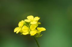 20150802 JPEGS For LUF Banks of the river Amstel 12