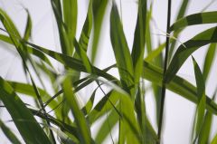 20150802 JPEGS For LUF Banks of the river Amstel 2