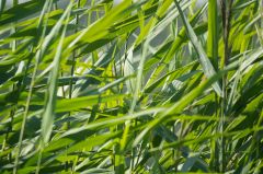 20150802 JPEGS For LUF Banks of the river Amstel 4