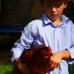 Boy and chicken, afternoon, Sydney