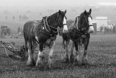 Heavy horses