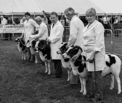 In line for judging