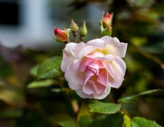 Rose Penelope