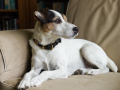 Alfred's official portrait