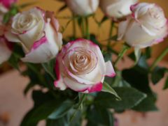 15th Anniversary Rose