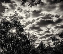 Sun through the bushes