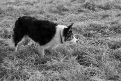 Border Collie