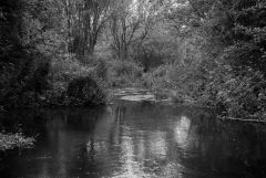 Tichborne stream