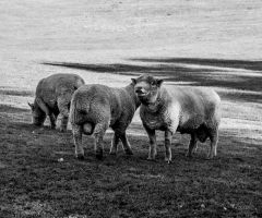 Sussex Rams