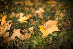 Foglie d'autunno 1