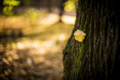 Foglie d'autunno 2