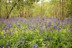 Bluebells