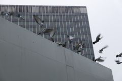 Pigeons