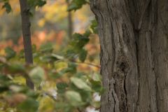 Fall tree