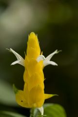 Yellow and White
