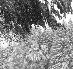 Winter Wonderland April 2016 - 1